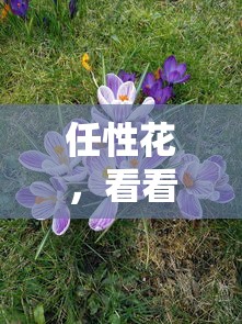 任性花，看看這五個花了可以貸款的平臺