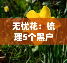 無憂花：梳理5個黑戶包下的口子