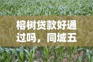 榕樹(shù)貸款好通過(guò)嗎，同城五個(gè)2025最新網(wǎng)上平臺(tái)借錢(qián)靠譜
