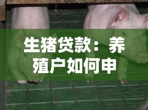 生豬貸款：養(yǎng)殖戶如何申請(qǐng)資金支持養(yǎng)豬