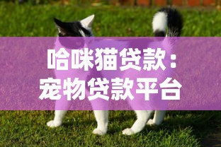 哈咪貓貸款：寵物貸款平臺如何申請