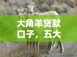 大角羊貸款口子，五大2025最新只看芝麻分不看征信的純線上審批平臺