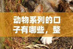 動物系列的口子有哪些，整合5個2025最新1000口子秒下