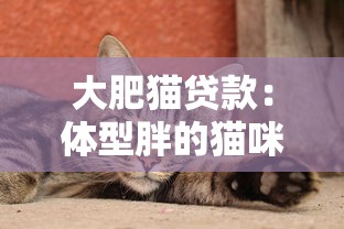 大肥貓貸款：體型胖的貓咪能申請(qǐng)貸款嗎
